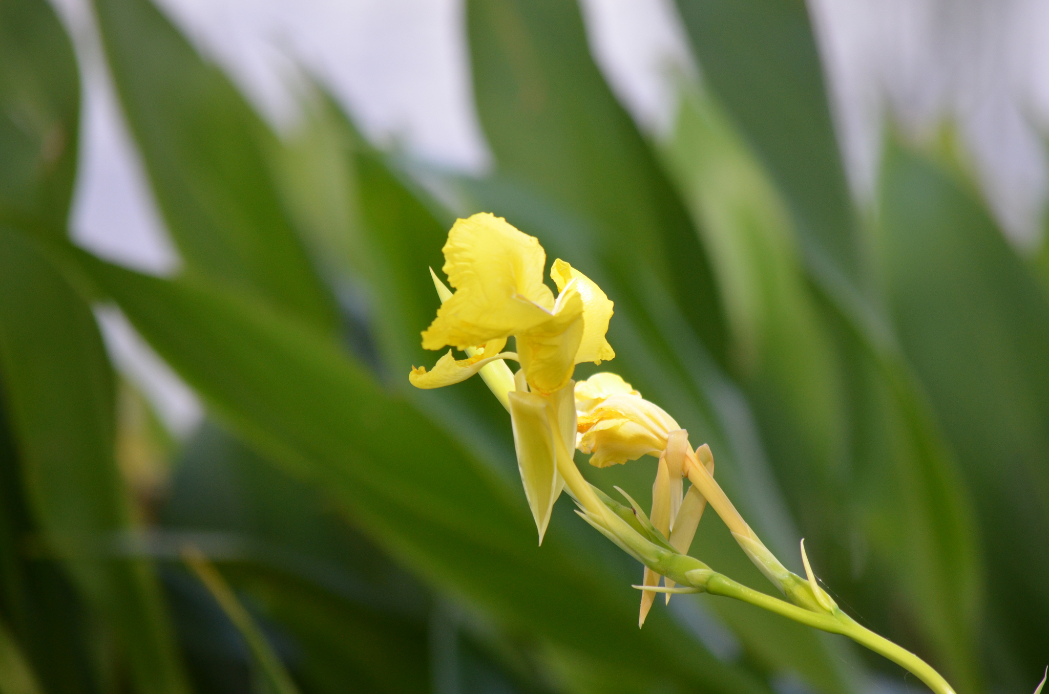 Imagem de Biri-amarelo
