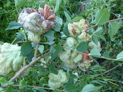 Eriosoma lanuginosum