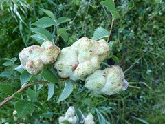 Eriosoma lanuginosum