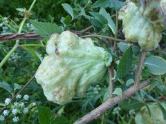 Eriosoma lanuginosum