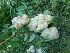 Eriosoma lanuginosum