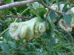 Eriosoma lanuginosum