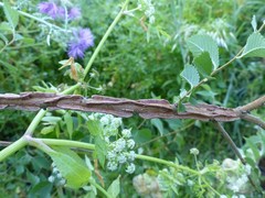 Eriosoma lanuginosum