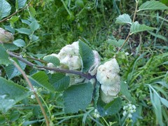 Eriosoma lanuginosum