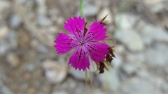 Dianthus balbisii