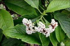 Tournefortia pubescens