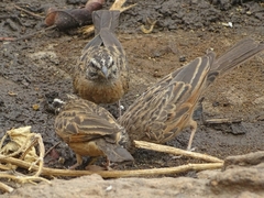Emberiza goslingi