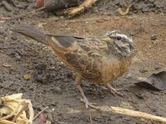 Emberiza goslingi