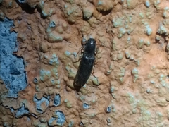 Elateridae