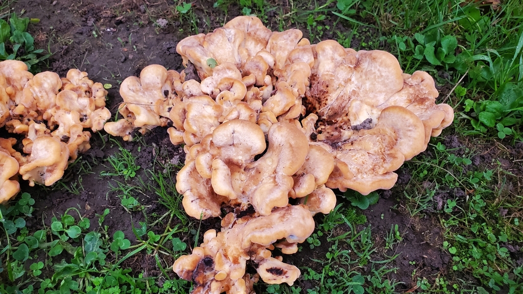Giant Polypore from Riccarton House and Bush on March 27, 2025 at 08:21 ...