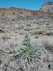 Echium wildpretii image