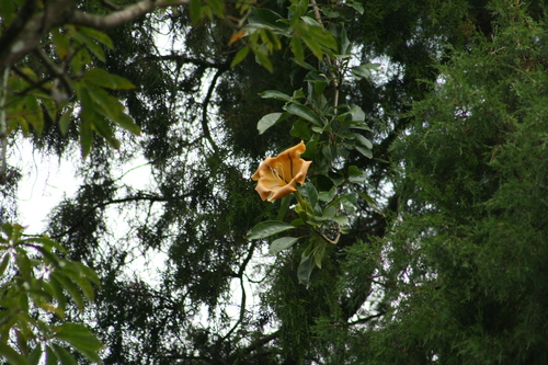 Solandra maxima