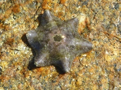 Meridiastra occidens