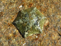 Meridiastra occidens