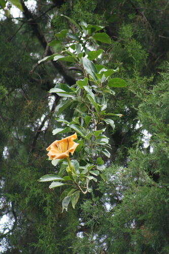 Solandra maxima