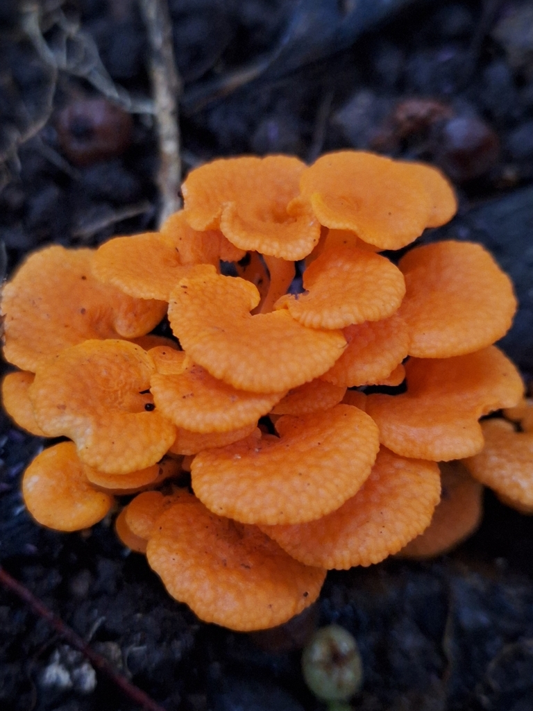 Favolaschia claudopus · March 2025 · photo: © heidimeudt (iNaturalist, cc-by)