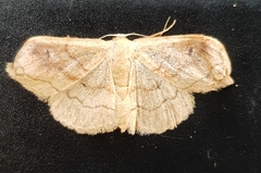Idaea rubraria