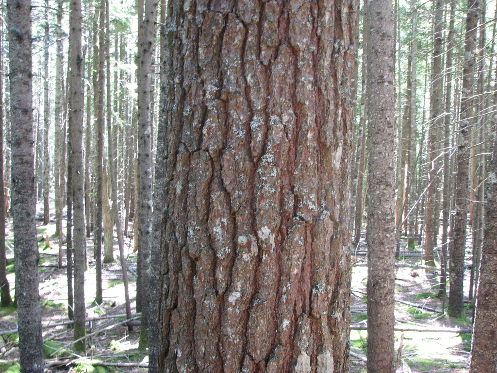 스트로브잣나무 from Acadia National Park on 2013년 08월... Trunk of white pine. · iNaturalist 스트로브잣나무 (Pinus strobus)