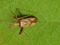 Phytocoris varipes