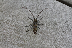 Monochamus marmorator