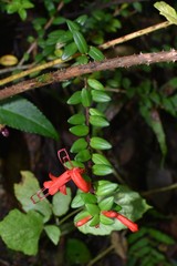 Aeschynanthus buxifolius