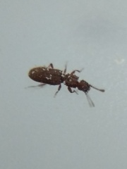 Oryzaephilus
