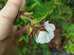Cistus inflatus
