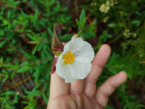 Cistus inflatus, photograph 1