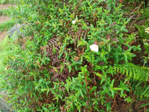 Cistus inflatus, photograph 2