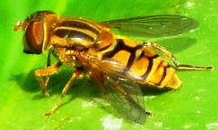 Parhelophilus laetus