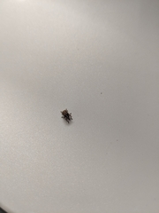 Iptergonus bifurcatus