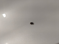 Iptergonus bifurcatus