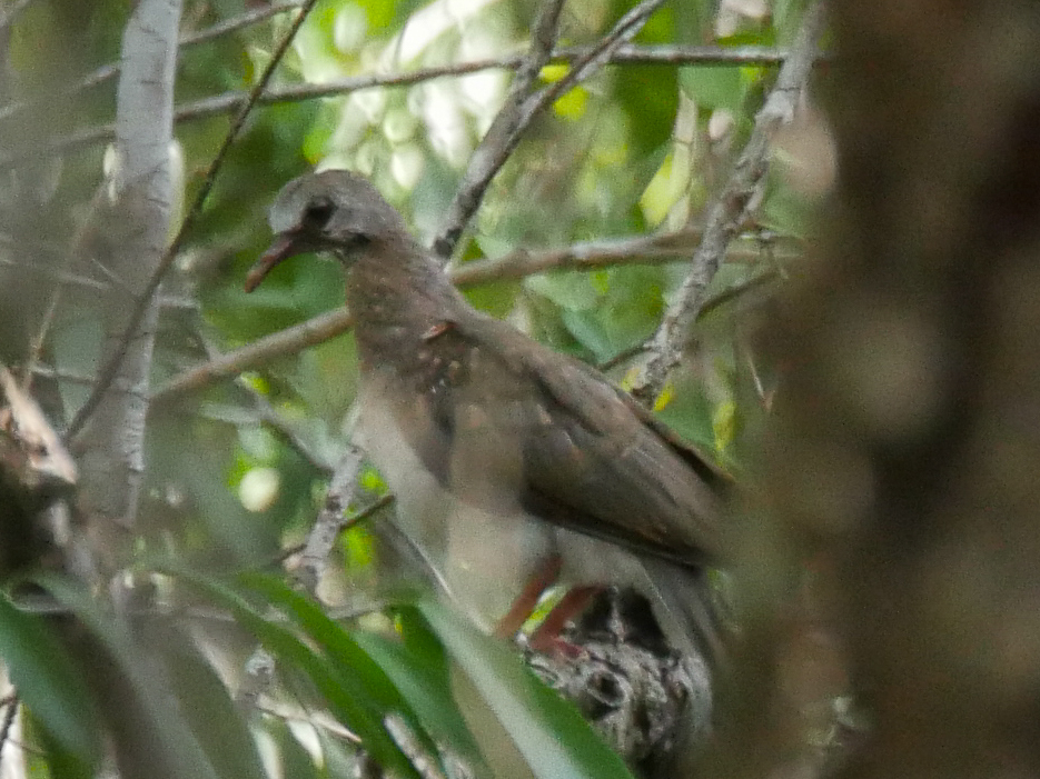 Caribbean Dove (Leptotila jamaicensis), photo 4