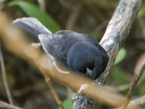 Grand Cayman Bullfinch (Melopyrrha taylori), photo 9