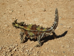 Moloch horridus