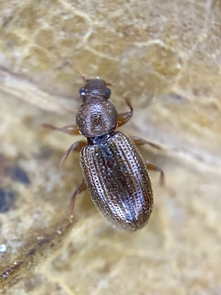 Corticaria longicollis