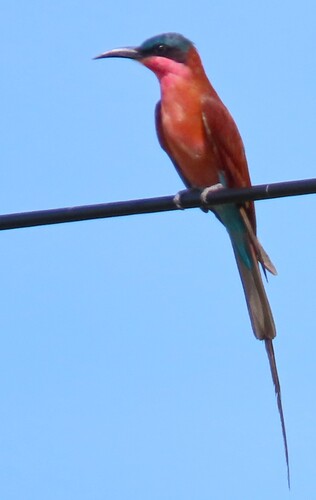 Southern Carmine Bee-eater