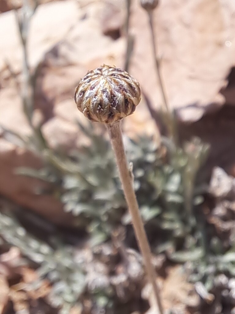Phagnalon persicum
