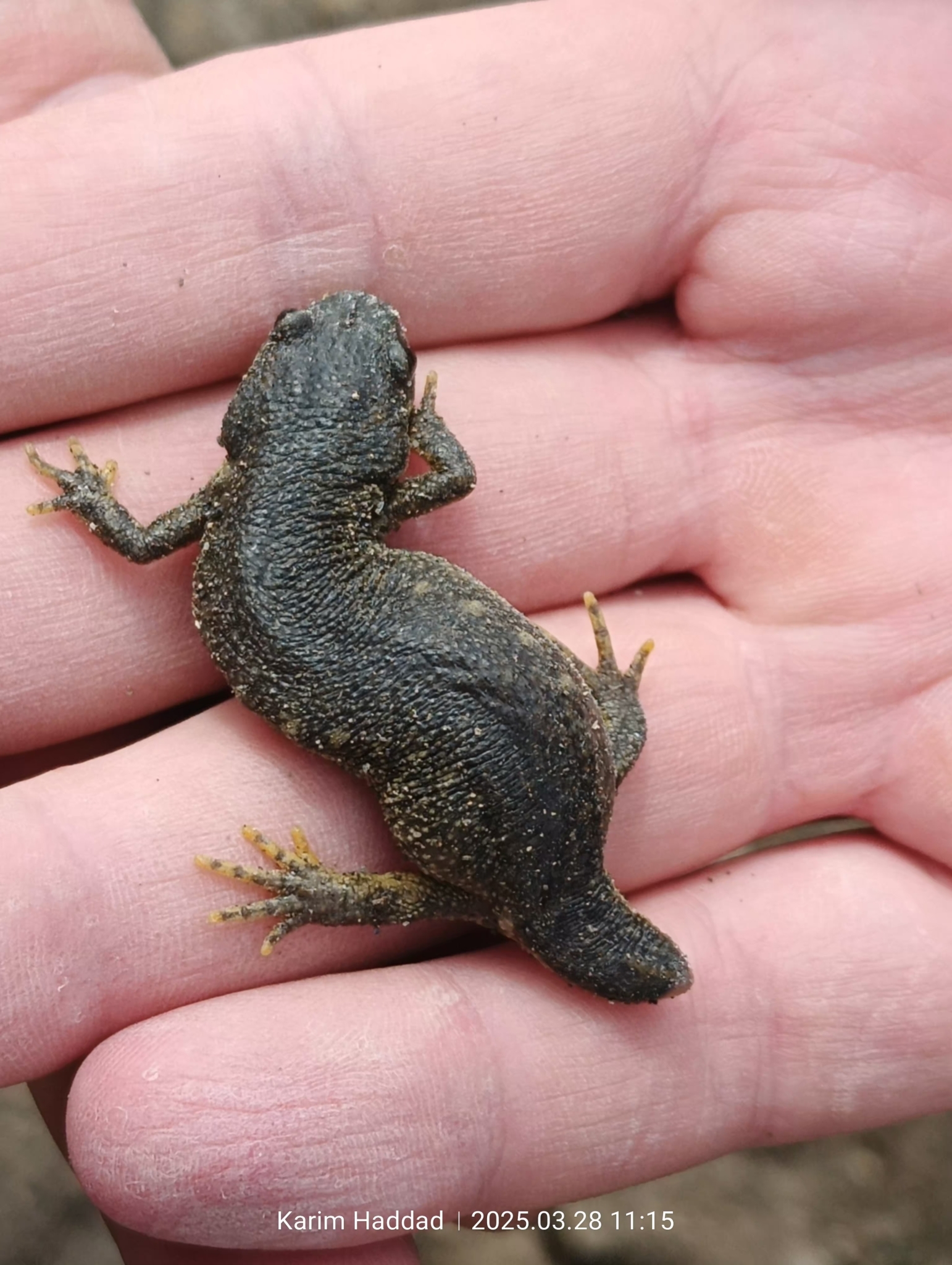 Algerian Ribbed Newt, Pleurodeles nebulosus