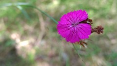Dianthus balbisii