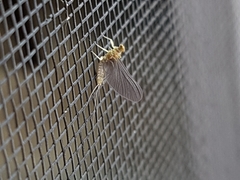 Ephemerellidae