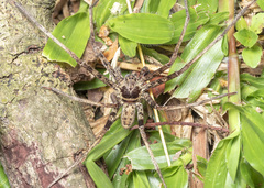 Heteropoda tetrica