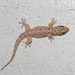 Common Four-clawed Gecko - Photo (c) MSOne, some rights reserved (CC BY-NC-ND), uploaded by MSOne