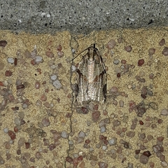 Clepsis spectrana