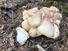 Albatrellaceae