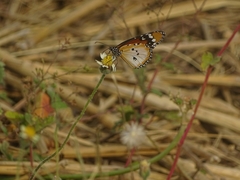 Danaus chrysippus alcippus