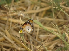 Danaus chrysippus alcippus