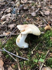 Albatrellaceae