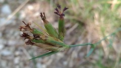 Dianthus balbisii
