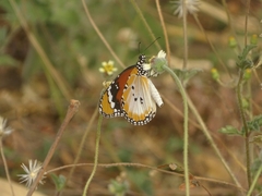 Danaus chrysippus alcippus